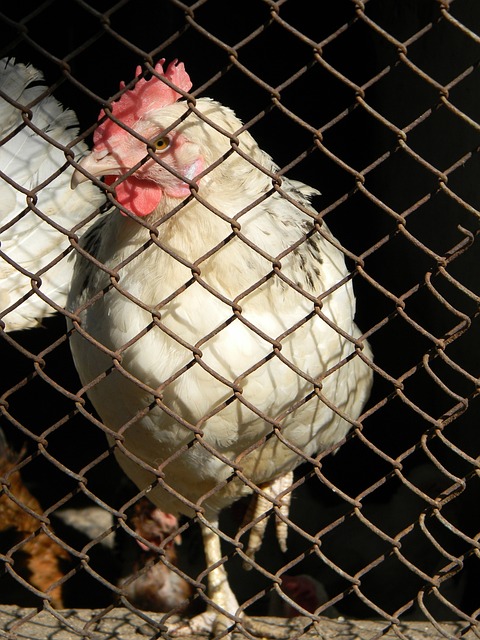 由於其極具 由於其極具